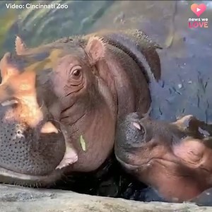 SOUND ON! 🔊 The world now knows what a Fiona kiss sounds like…And it’s adorable. | WLWT