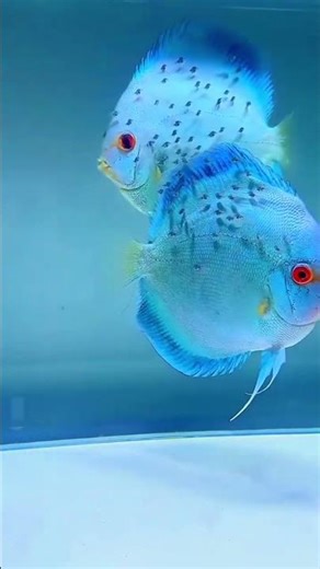 Rare blue discus fish pair -pisces eye