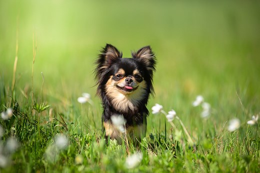 15 Teacup Dog Breeds That Are Tiny and Adorable
