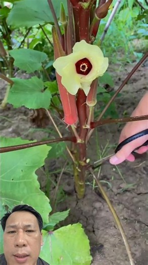 Harvesting Purple Okra to Dip in Vietnamese Caramel Fish Sauce #farming #satisfying #gardening