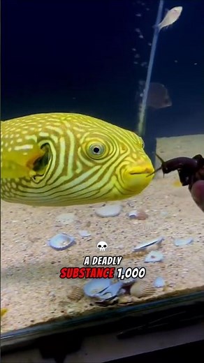 How Deadly Is Pufferfish Poison❓