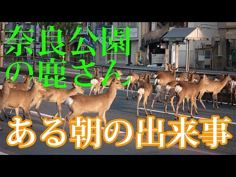 奈良の鹿さん達 近鉄奈良駅まで大移動 【奈良のシカ】