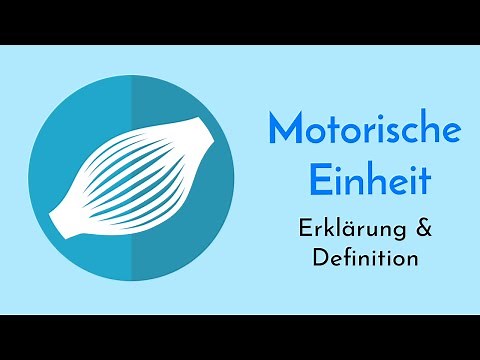 Motorische Einheit einfach erklärt - Rekrutierung am Muskel - Funktion & Definition der Einheiten