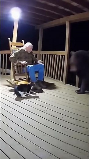 Hero Cats Defend Elderly Man From Charging Bear! (Caught On Camera)