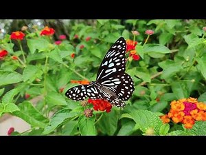 Unveiling the Colorful Secrets of Butterfly Wings | Genetics and Pigments