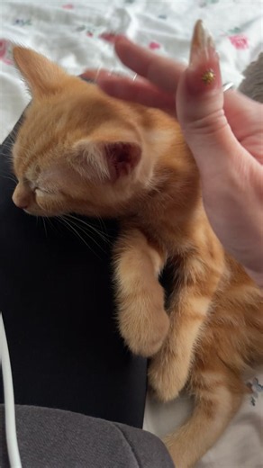Sleepy Ginger Kitten Cuddles and Naps