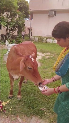 Know the importance of feeding bread to mother cow 🙏🌹