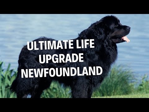 Newfoundland Dogs: The Ultimate Life Upgrade