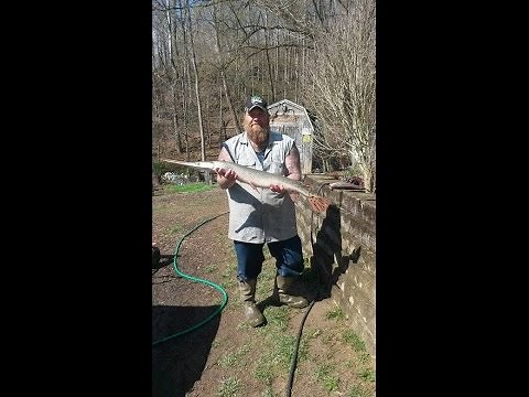 Skinning and Cooking Long Nose Gar Fish *GRAPHIC*