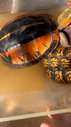 127 reactions | Cuora galbinifrons+Cuora flavomarginata | Snow Pear | Facebook