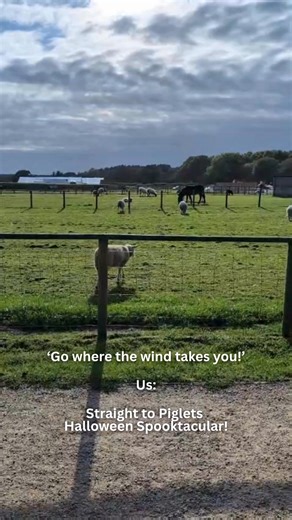 3.7K views · 12 reactions |  퐁퐥퐨퐰퐧 퐬퐭퐫퐚퐢퐠퐡퐭 퐭퐨 퐏퐢퐠퐥퐞퐭퐬 퐇퐚퐥퐥퐨퐰퐞퐞퐧...