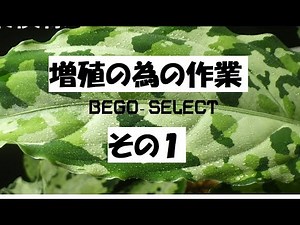 ☆BEGO-SELECT☆ Work: Multiplication work part 1