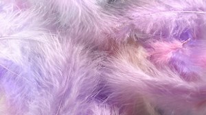 Colorful Feathers Rotation Background Loop Motion Stock Footage Video (100% Royalty-free) 1056230504 | Shutterstock