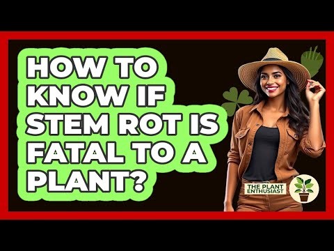 How To Know If Stem Rot Is Fatal To A Plant?