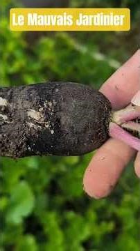 An unlikely harvest of black radishes #garden #vegetablegarden