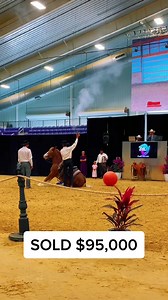 Lot 5 - BELLISSIMA FARMS SIMEON consigned by Buckeye Acre Farm brought $95,000 at our Ride the Wave Premier Horse Sale in Ocala, Florida! #ridepremier #PREMIER #gypsy #viral #cowboy #horsesales #viralreels #WeArePremier | Premier Horse Sales