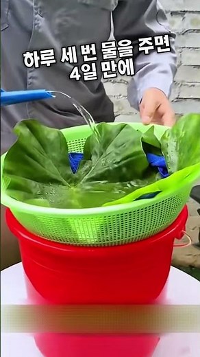 집에서 평생 공짜로 채소 키우는 비법!