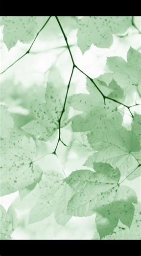 idée de fond d'écran vert 💚