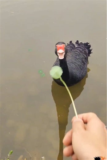 The Remarkable Memory of Black Swans