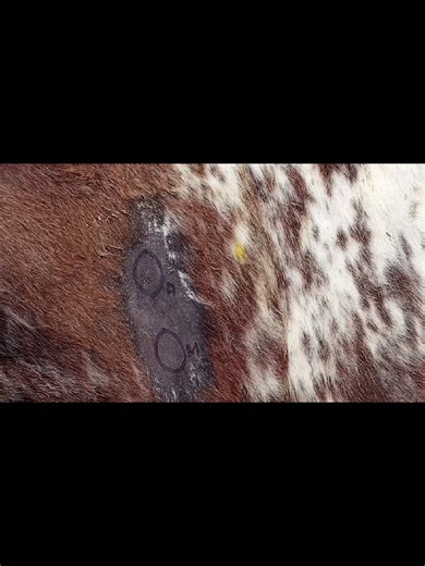 Understanding the TB Test in Cattle