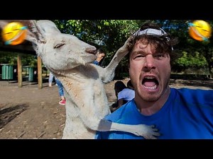 People VS Animals Funny Fails Compilation