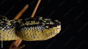 Tropidolaemus wagleri, more commonly known as Wagler's pit viper, is a species of venomous snake, a pit viper in the subfamily Crotalinae of the family Viperidae.