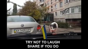 85K views · 129 reactions | Funny cats scared of random things | PawsiblyCute | Facebook
