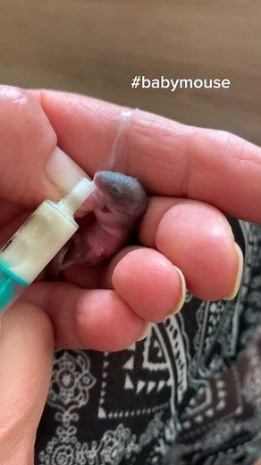 Feeding Baby Mice: A Close-Up Look