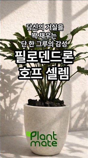 Hofselem, the single plant of sentiment that fills your living room #plants #ILovePlants #PlantMate