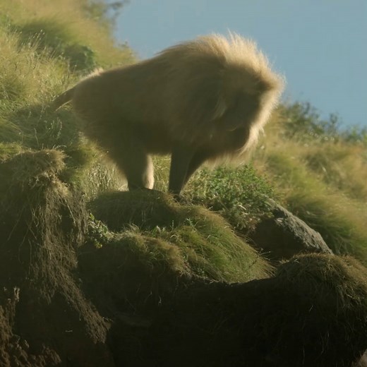 Can this ambitious young gelada monkey oust his older rival? #HostilePlanet | National Geographic Animals
