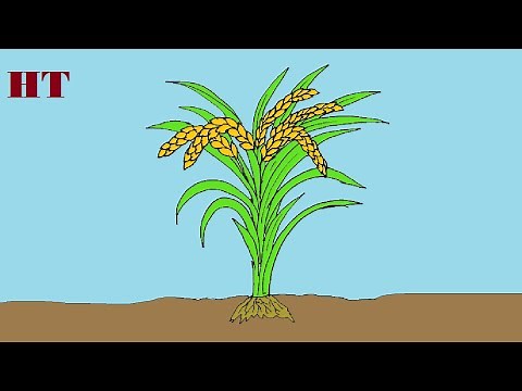 How to draw rice plant step by step