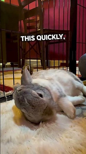 Bunnies Doing Dramatic Flops🐰
