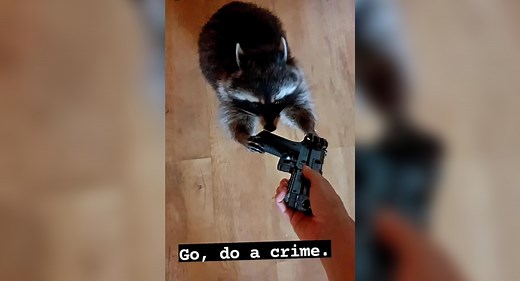 Go, Do a Crime | Know Your Meme