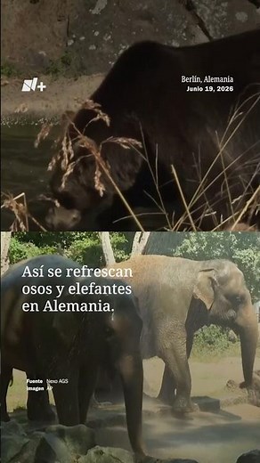 Así se refrescan osos y elefantes en Alemania