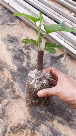 Como Cultivar Mudas de Figueira em Casa