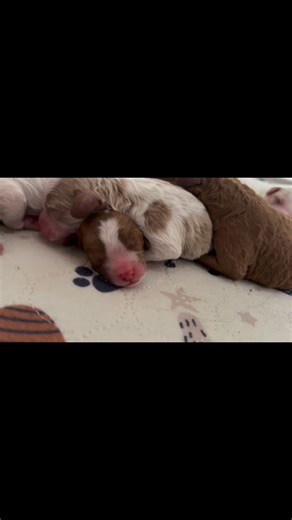 🥰 #puppies #newborn #cavapoopuppies #soinlove | Mountain View Cavapoos
