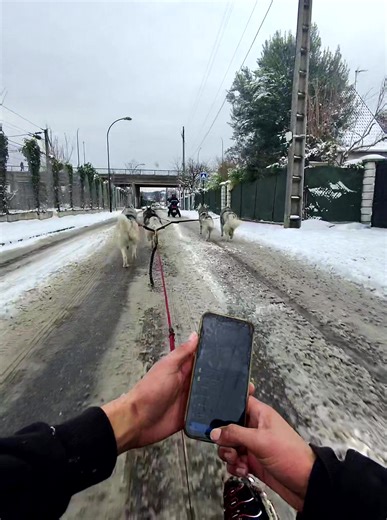 Un moment amusant avec des huskies à Argenteuil