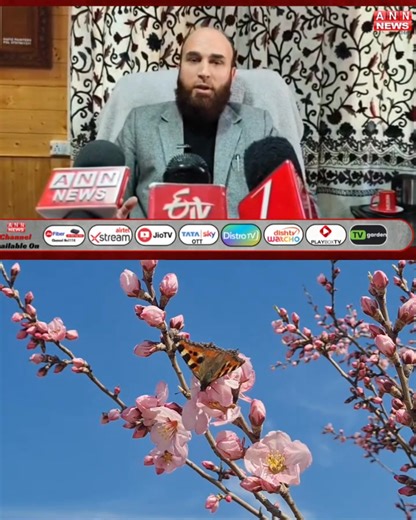 Early Almond Bloom in Kashmir Raises Climate Concerns | ANN News Channel