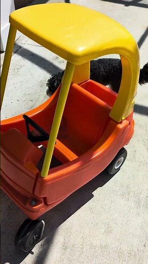 Cavapoo Puppy Inspects Toy Car 😅