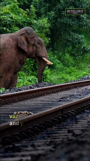Train drivers on collisions with elephants in Assam #shorts