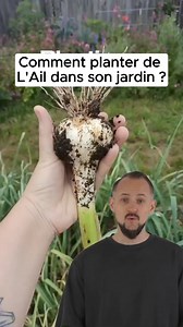 Découvrez tous les secrets pour planter de l'ail cet automne 🌱💡 L'ail nécessite une planification précise et quelques astuces pour s'épanouir au jardin. Suivez les conseils de Fromthegarden pour garantir une récolte réussie ! #Jardinage #Ail #AstuceJardinage | JardiTips, Astuces Jardinage