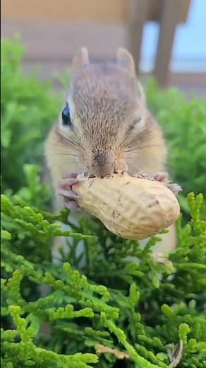 How To Make Friends With Chipmunks: The Bush Baby