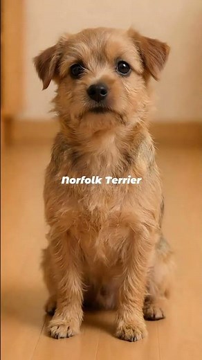 Norfolk Terrier | The Fearless Little Dynamo of East Anglia