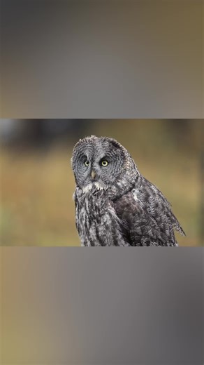 Great Gray Owls Hunting Voles in a Meadow