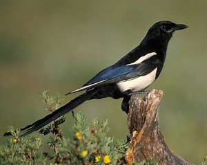 Black billed magpie - Alchetron, The Free Social Encyclopedia