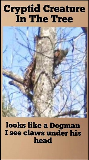 Cryptid Dogman in the Tree #dogman #cryptid #cryptozoologist