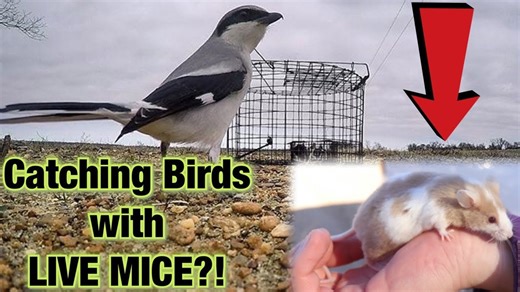 Anglers use live mice to capture large predatory birds