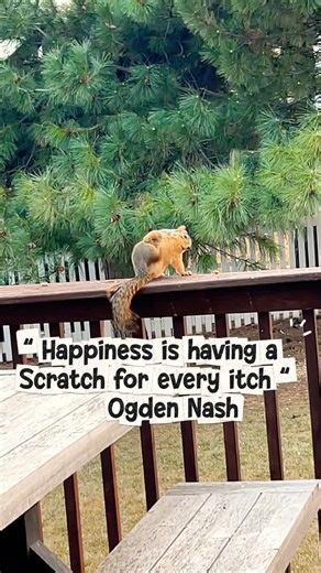 A Squirrel’s Scratch Of Positivity! #shorts #shortsfeed #squirrel #positivethinking #positivevibes