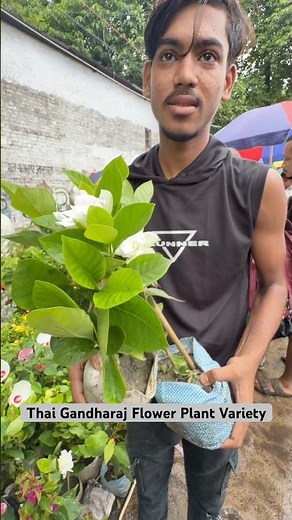 Pure Fragrant Heaven! 🤍 Giant Thai Gandharaj at Bapon Nursery Galiffstreet! 😲🌸