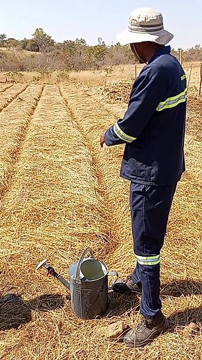 Tobacco production starts with a healthy seedbed 🌱 the foundation for strong, high-quality plants. Proper care at this stage sets the tone for the entire crop cycle. #TobaccoAgronomy #SeedbedScience #SustainableFarming | AgriRocket Engineering P L